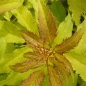 Sambucus racemosa 'Plumosa Aurea'